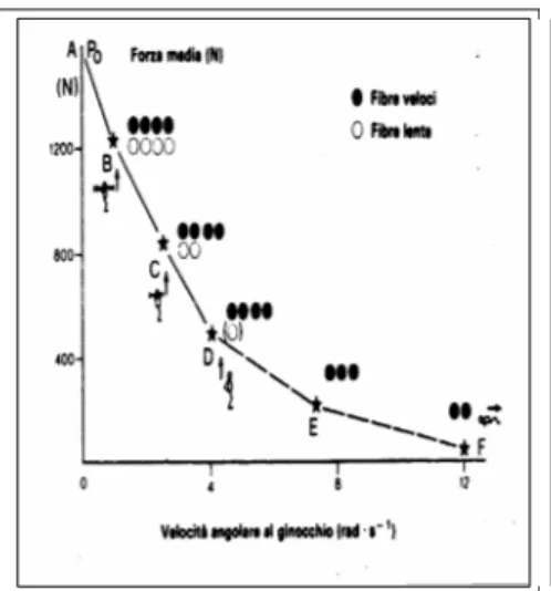 Fig. 1  Relazione tra forza sviluppata e velocità angolare secondo   l'ipotesi suggerita da Bosco (1985) 