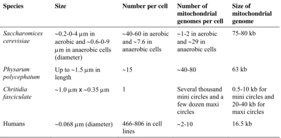 Figure 1.8:  Hypothetical function of Aco1, Abf2, and Ilv5, in the metabolic remodelling  of mitochondrial nucleoids in yeast (Chen and Butow 2005)