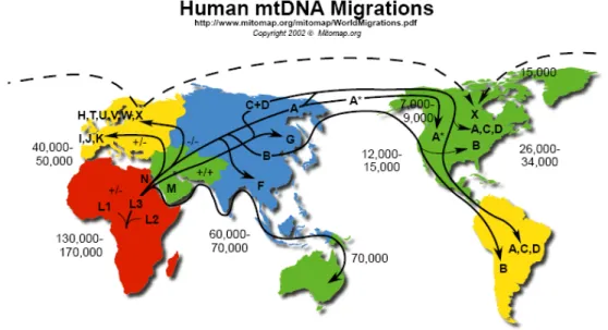 Figure 1.9c: Representation of  human migrations on the basis of mtDNA phylogeny. 