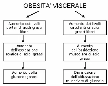 Figura 2.3.1: Rappresentazione schematica dell’effetto dell’aumentata lipolisi  nell’obesità di tipo viscerale 
