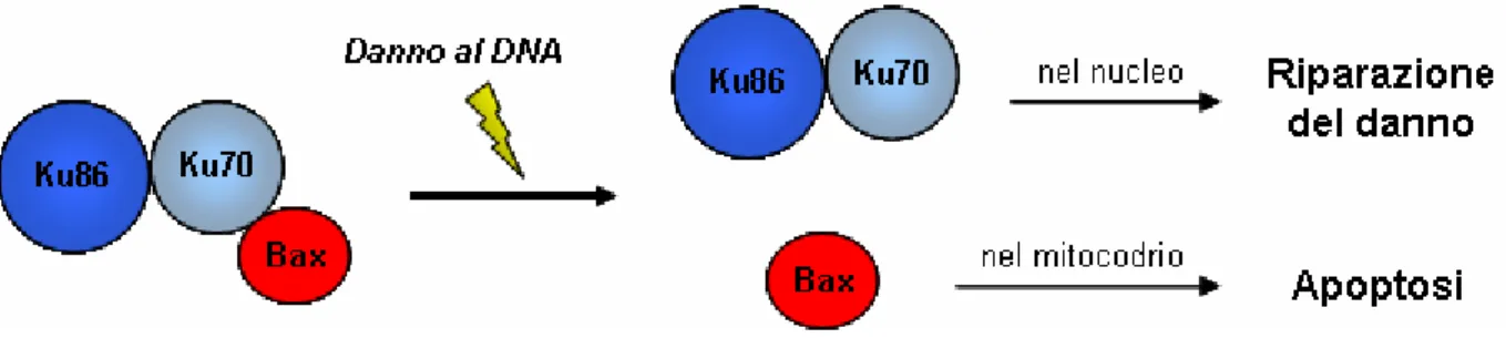 Figura 1.   In condizioni normali, Ku70 lega Bax prevenendone l’azione pro-apoptotica
