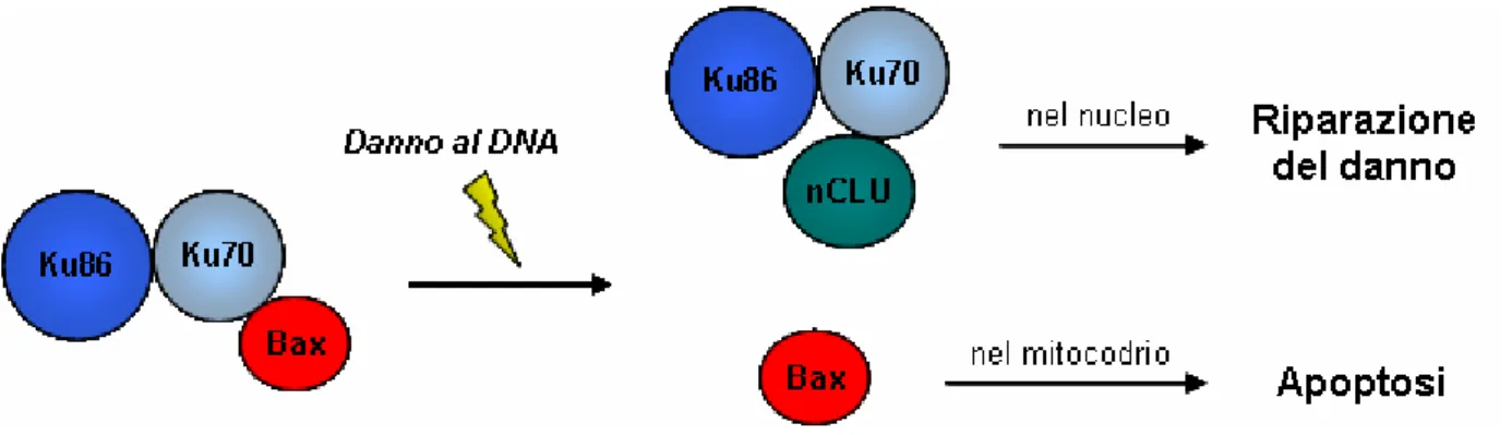 Figura 2.   A seguito di un danno al DNA, l’isoforma nucleare della Clasterina sarebbe in grado di indurre il rilascio  di Bax da parte di Ku70