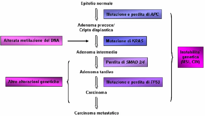 Figura 1.   Meccanismi molecolari coinvolti nella tumorigenesi del carcinoma del colon-retto