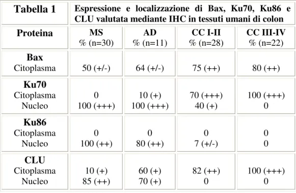 Tabella 1  Espressione  e  localizzazione  di  Bax,  Ku70,  Ku86  e  CLU valutata mediante IHC in tessuti umani di colon  Proteina  MS  % (n=30)  AD  % (n=11)  CC I-II  % (n=28)  CC III-IV % (n=22)  Bax  Citoplasma  50 (+/-)  64 (+/-)  75 (++)  80 (++)  Ku