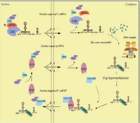 Figura 1.2.  Ruolo del trasporto nucleare nella biogenesi delle snRNPs. La  formazione dell’U snRNP matura richiede l’esporto nucleare della U snRNP,  l’assemblaggio del core delle proteine Sm nel citoplasma, il processamento  dell’RNA nel citoplasma, e l’