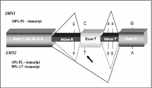 Figura 1.7. Struttura genomica, nucleotidina, e differenze di splicing tra  SMN1 e SMN2