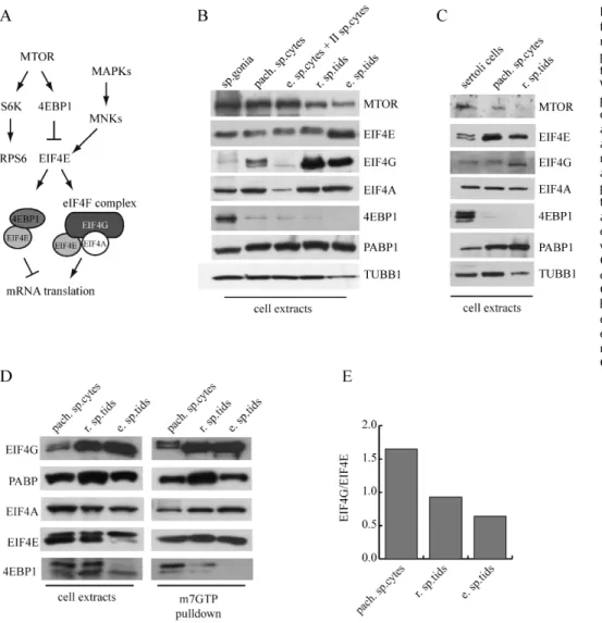 FIG. 3. Expression of translation initiation factors in male germ cells. A) Schematic representation of the signal transduction pathways involved in the assembly of the translation initiation complex