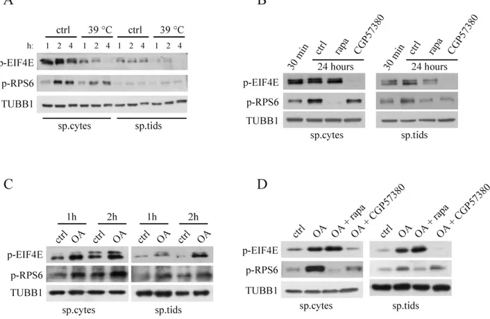 FIG. 6. Regulation of the MTOR and MNK pathways after internal or external cues in male germ cells