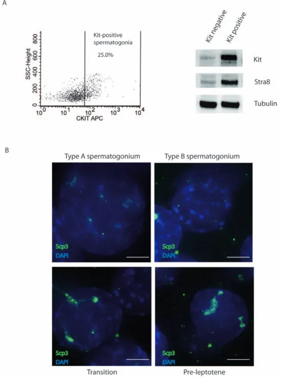 Figure 1. Isolation and characterization of Kit-positive Spermatogonia. A) Germ cells were obtained with sequential enzymatic digestions from testis of 7dpp animals and analyzed by FACS analysis for Kit expression (left panel)