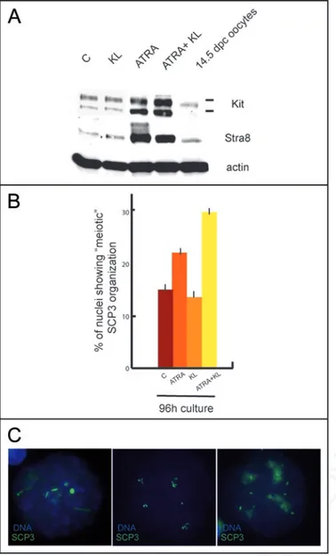 Figure 4. ATRA induces an abnormal SCP3 organization in cultured undif- undif-ferentiated spermatogonia
