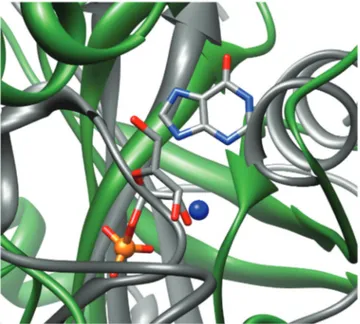 Figure 6. Superimposed ligand-binding sites from protein structures, represented in ribbon style, of Rv2714 protein from M