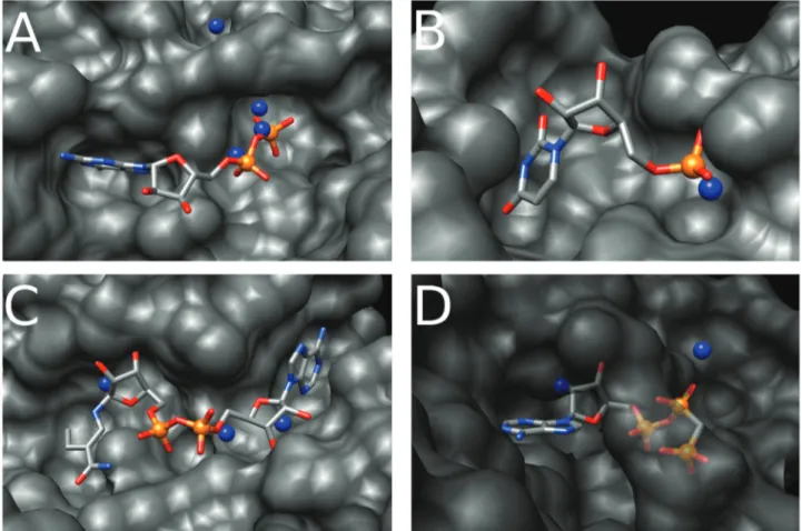 Figure 5. PbS predictions in four apo structures. The protein surface is colored in gray, the protein ligand is colored by atom type (carbon in gray, phosphorus in orange, oxygen in red, nitrogen in light blue)