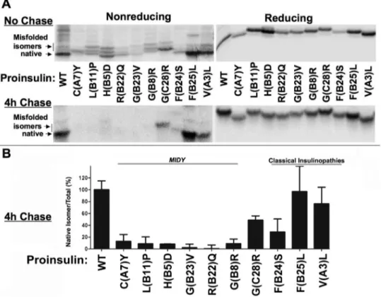 Figure 1. MIDY proinsulins form abnormally increased amounts of disulfide-linked protein complexes