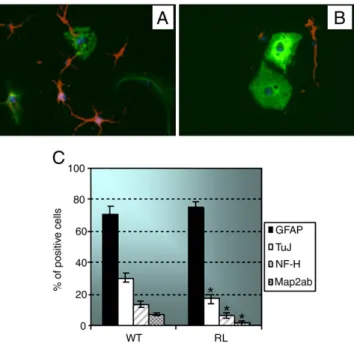 Fig. 3. Reelin rescue restores the differentiation defects of reeler neural stem cells