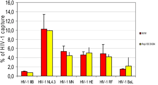Figure 11: Capture HIV-1 p24 by M/M and Raji/DC SIGN. Raji/DC-SIGN and M/M were exposed to several  strains of HIV-1