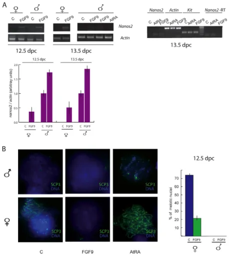 Fig. 3. FGF9 stimulates Nanos2 expression and inhibits meiosis in fetal gonads. (A) Semiquantitative RT-PCR from control and FGF9-treated cultures of 12.5 d.p.c