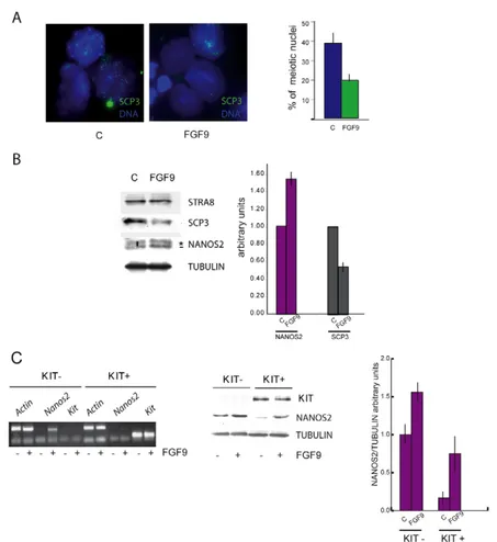 Fig. 4. FGF9 stimulates Nanos2 expression and inhibits meiosis in postnatal spermatogonia