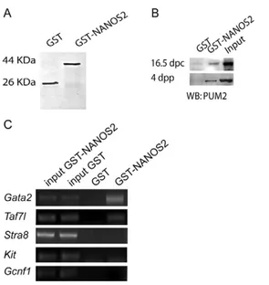Fig. 8. Opposing effects of RA and FGF9 on Nanos2 expression and meiotic entry of mouse germ cells