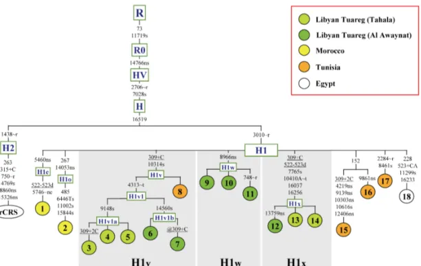 Table 1. Age estimates of relevant nodes in the North African H1 phylogeny illustrated in Figure 1.