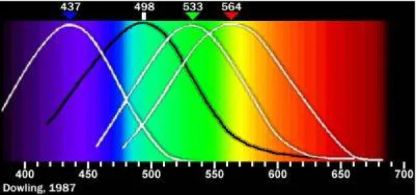 Figure 1.7: Normalized typical human cone responses (and the rod response) to monochromatic spectral stimuli