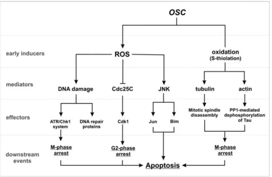 Figure 5. Scheme of action of OSC-mediated cell cycle arrest and apoptosis in tumor cell