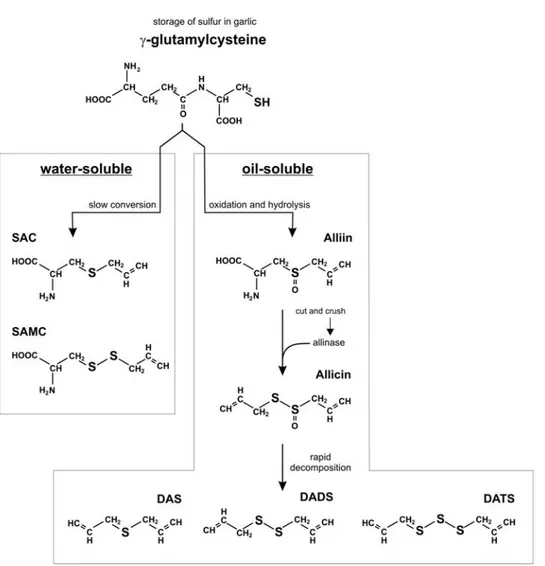 Figure 1. Generation of water and oil-soluble OSC from γ-glutamyl cysteine in garlic. It has been  demonstrated that several OSC have anti-proliferative activity, nevertheless some distinctions should  be made in order to classify and distinguish their dif