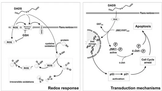 Figure 2. Sensitivity to pro-oxidant and pro-apoptotic effects of DADS. DADS can induce ROS  production and yield lipids and protein oxidation