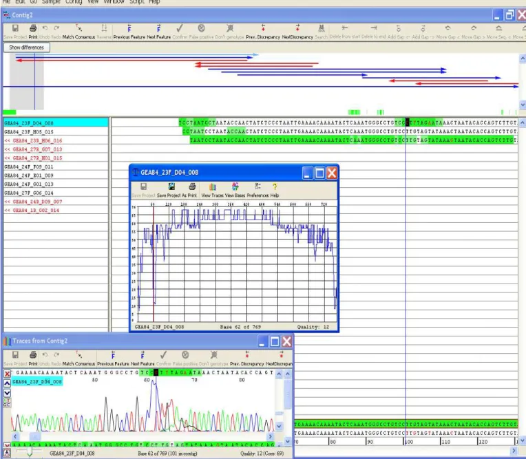 Fig.  4.5 Esempio di basso QV (Quality Value) in un tratto di sequenza. 