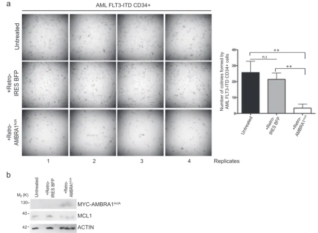 Fig. 6 Ectopic expression of AMBRA1 ActA fusion gene impairs colony formation and MCL1 expression in FLT3-ITD-mutated AML CD34 + cells