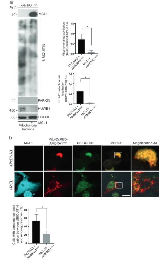 Fig. 2 Upon AMBRA1- AMBRA1-mediated mitophagy, MCL1 inhibits HUWE1 translocation to mitochondria and their ubiquitylation