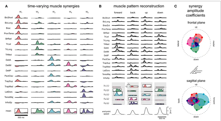 FIGURE 2 | Muscle synergies for fast reaching movement. (A) A set of five time-varying synergies, identified from the muscle patterns recorded during point-to-point movements between one central location and 8 peripheral locations in the frontal and sagitt