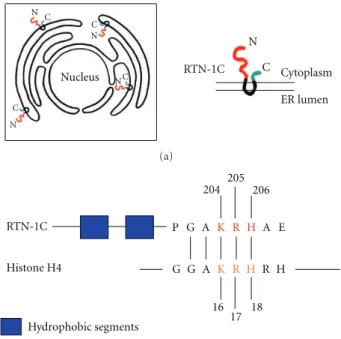 Figure 1: (a) Scheme showing the reticulons distribution on endo- endo-plasmic reticulum and the physical connection between nuclear envelope and ER membrane