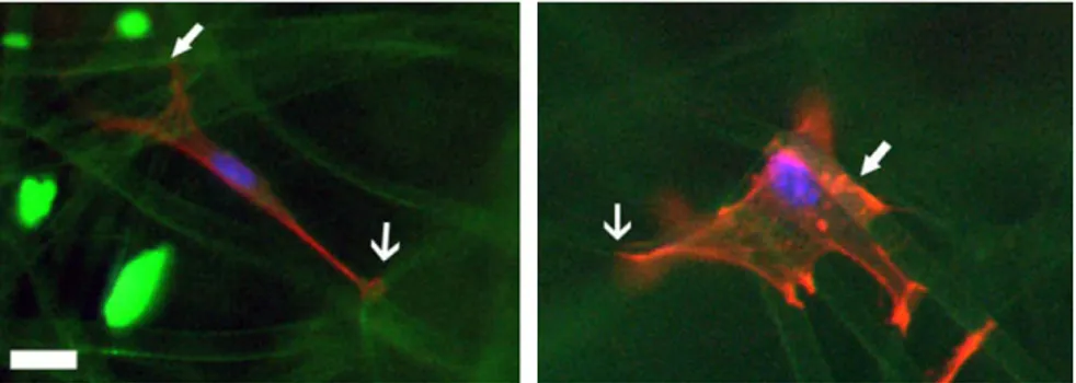 Fig. 9. mTERT-MSC (stained with DAPI) as grown after 7 days culture on MIX PCL scaffolds with h x i = 3.3 [ 0.6 l m