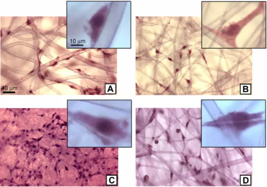 Fig. 7. Hematoxylin and eosin staining of mTERT-MSC grown on PCL scaffolds with h x i = (A) 5.2 l m, (B) 2.6 l m, (C) 0.3 l m and (D) 3.3 [ 0.6 l m