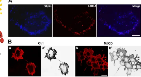Fig. 1. Cholesterol level alters LOX-1 receptors surface organization. A, double staining of COS cells transiently transfected with LOX-1-V5 together with filipin