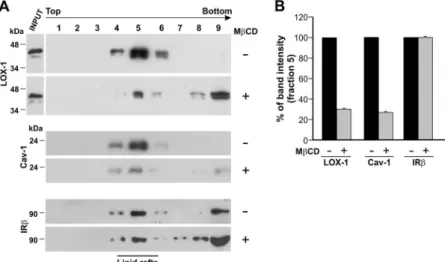 Fig. 3. Detergent-free purification of caveolin-rich domains by sucrose gradient. A, distribution and localization of LOX-1 receptors on membranes derived from HEK-293 cells stably transfected with LOX-1-V5 (clone 19)