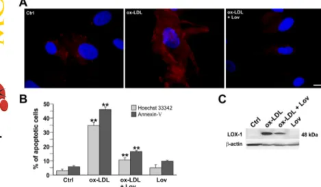 Fig. 5. Lovastatin effects on human primary endothelial cells. A, EC cells treated or not with ox-LDL (100 ␮g/ml) or ox-LDL plus 2 ␮M lovastatin (Lov) were incubated with 10