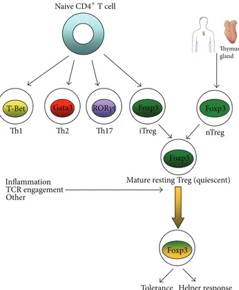 Figure 1: Origin and activation of Treg.