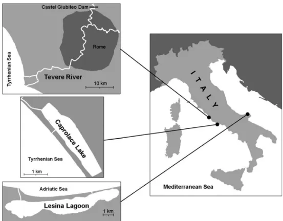Fig. 1 Study area and sampling stations: Caprolace Lake, Lesina Lagoon and Tevere River