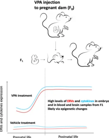Figure 2. The abnormal endogenous retroviruses (ERVs) and cytokines expression from intrauterine  life to adulthood in the first generation (F 1 ) prenatally exposed to valproic acid (VPA) could be due  to the drug-induced epigenetic changes