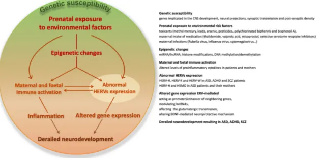 Figure 1. The potential involvement of human endogenous retroviruses (HERVs) in the interaction  among genetic vulnerability, environmental risk factors, and immune activation in complex  neurodevelopmental disorders