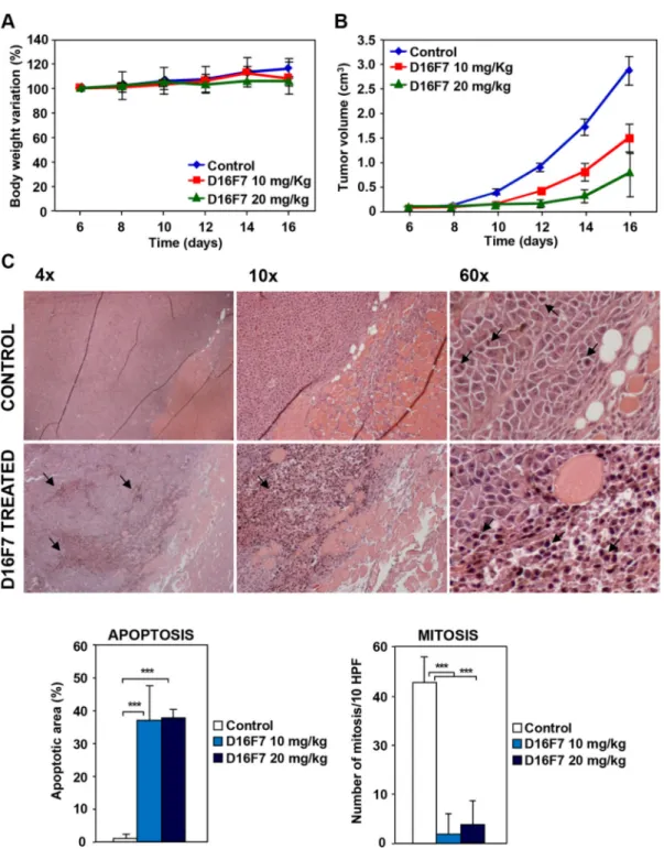 Figure 5: Effects of D16F7 mAb treatment on tumor cells in an in vivo murine model.  (A) Safety analysis of D16F7  treatment