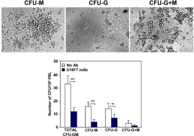 Figure 7: Treatment with D16F7 mAb decreases the number of myeloid progenitor cells in mice peripheral blood