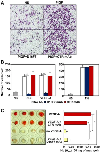 Figure 1: Effects of D16F7 mAb on endothelial cells.  (A, B) D16F7 mAb inhibits endothelial cells migration in response to  PlGF and VEGF-A in vitro