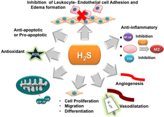 Figure 1. Schematic description of the effects of H 2 S. The anti-inflammatory effect of H 2 S is due to its ability to inhibit some essential pro-inflammatory transcription factors and intracellular signaling, such as nuclear factor κB (NF-κB) and phospho