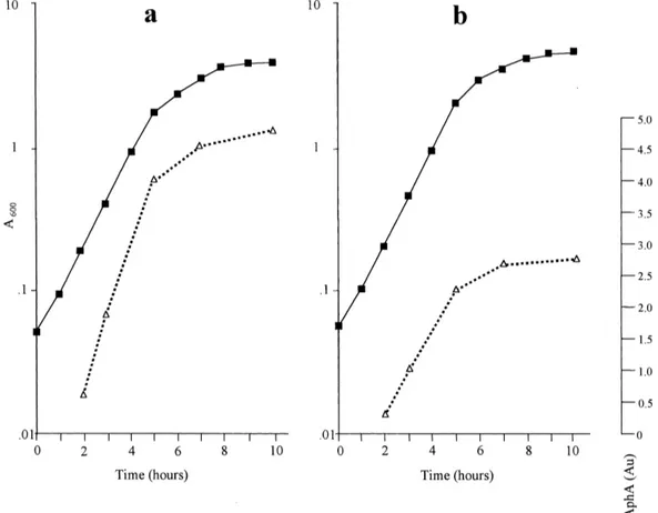 Fig. 1. Production of the AphA enzyme by S. enterica ser. typhi Sty4 growing in LB-U (a) or in LB-Y (b) medium