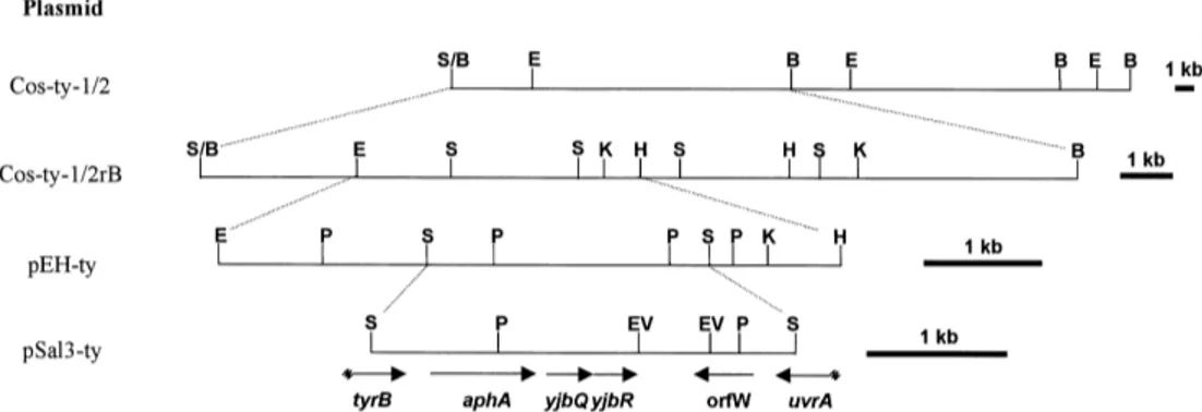Fig. 2. Restriction map of the DNA insert of the recombinant cosmid Cos-ty-1/2, and subcloning strategy
