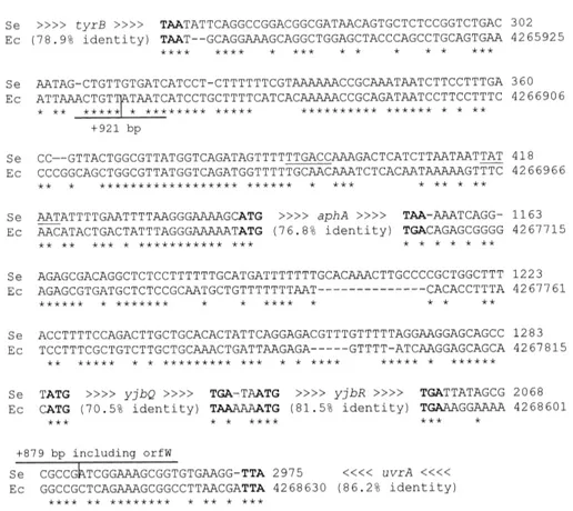 Fig. 3. Sequence alignment of the tyrB-uvrA regions of S. enterica (Se) and E. coli (Ec)
