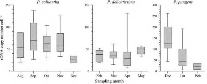 Fig. 4. The rDNA copy number per cell of northwestern P. calliantha, P. delicatissima and P