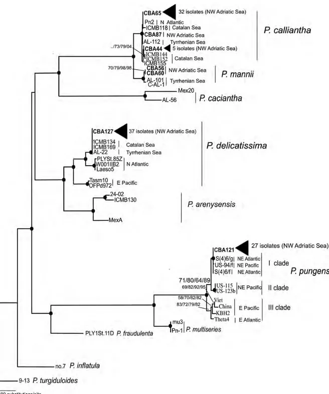 Fig. 2. The ITS-5.8S rDNA phylogeny of Pseudo-nitzschia spp. The tree is obtained by Maximum Likelihood (ML) analysis